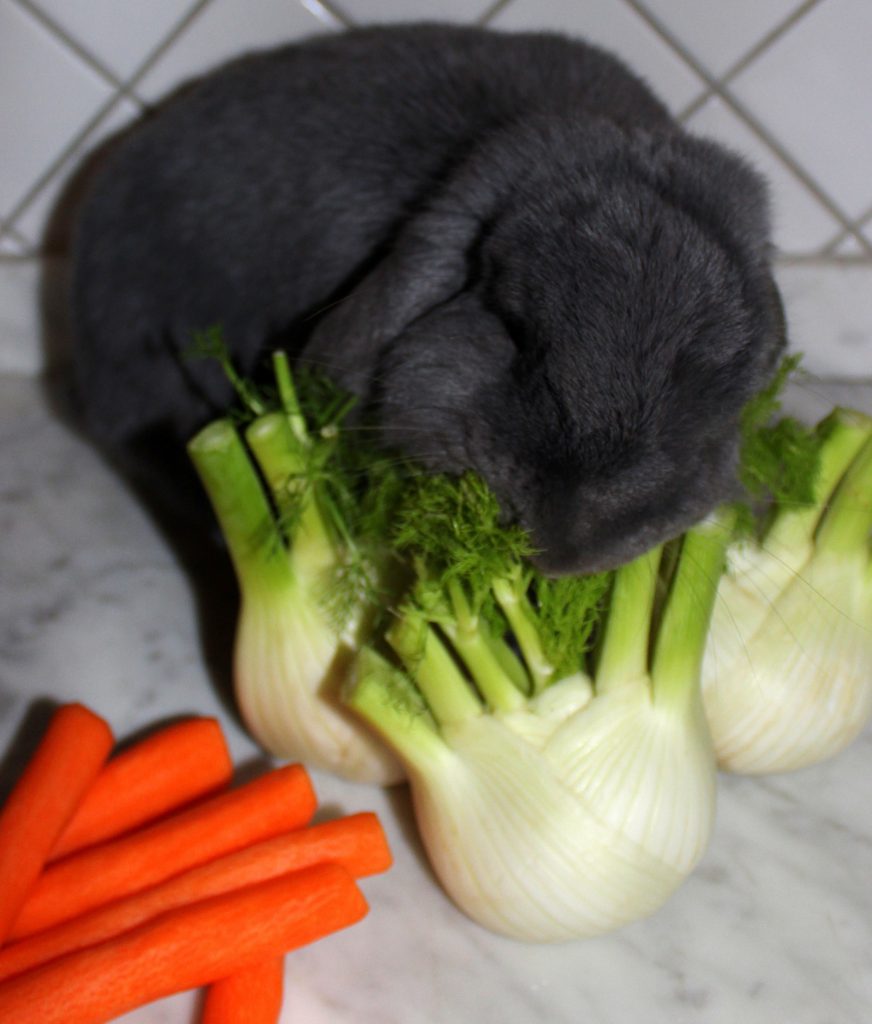 Fluffy grey bunny eating a fennel