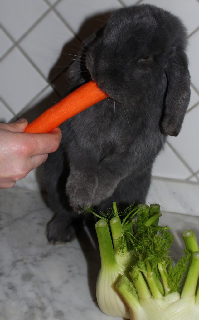 Coniglio grigio che mangia una carota