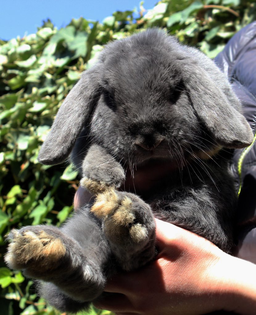 Fluffy grey bunny with fluffy paws