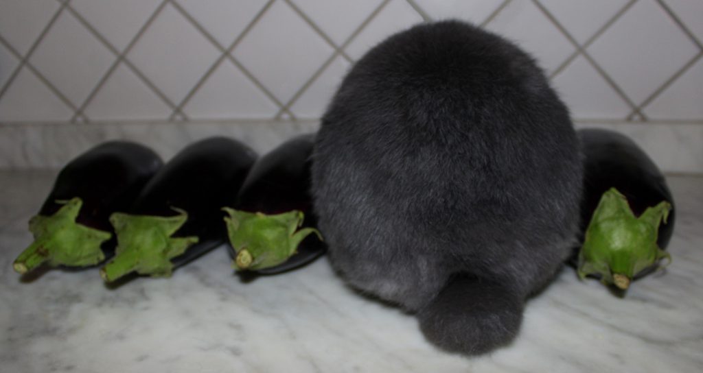 Four eggplants in a line and a fluffy bunny's bottom in between them