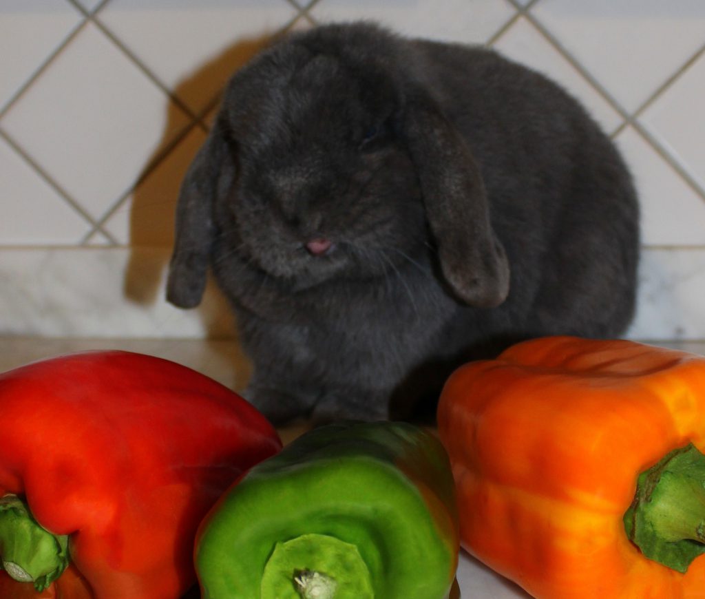 Fluffy grey bunny looking at bell peppers and licking his moustache