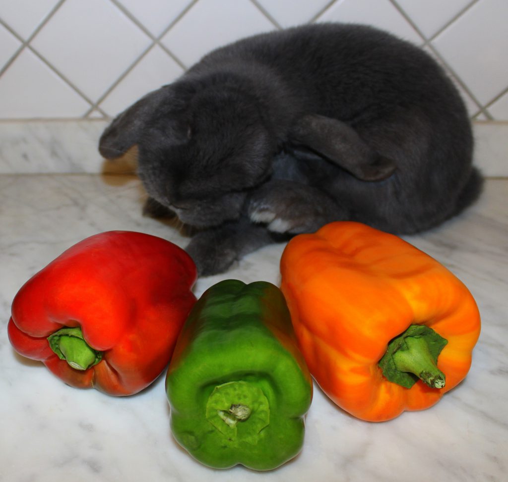 Fluffy grey bunny scratching his cheek in front of bell peppers