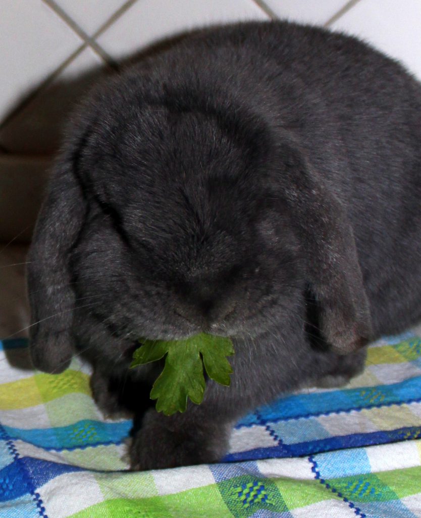 Fluffy grey bunny eating a piece of parsley