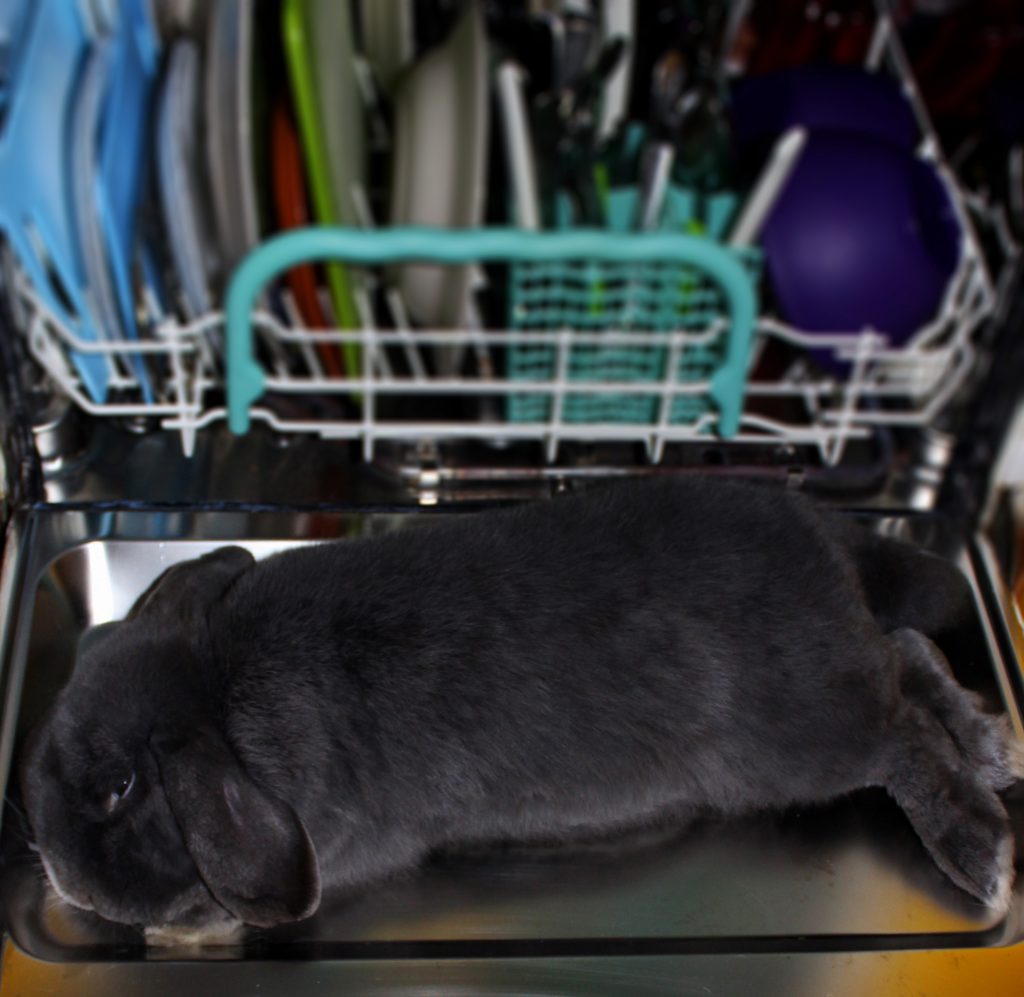 Coniglio grigio si sta rilassando sulla porta della lavastoviglie