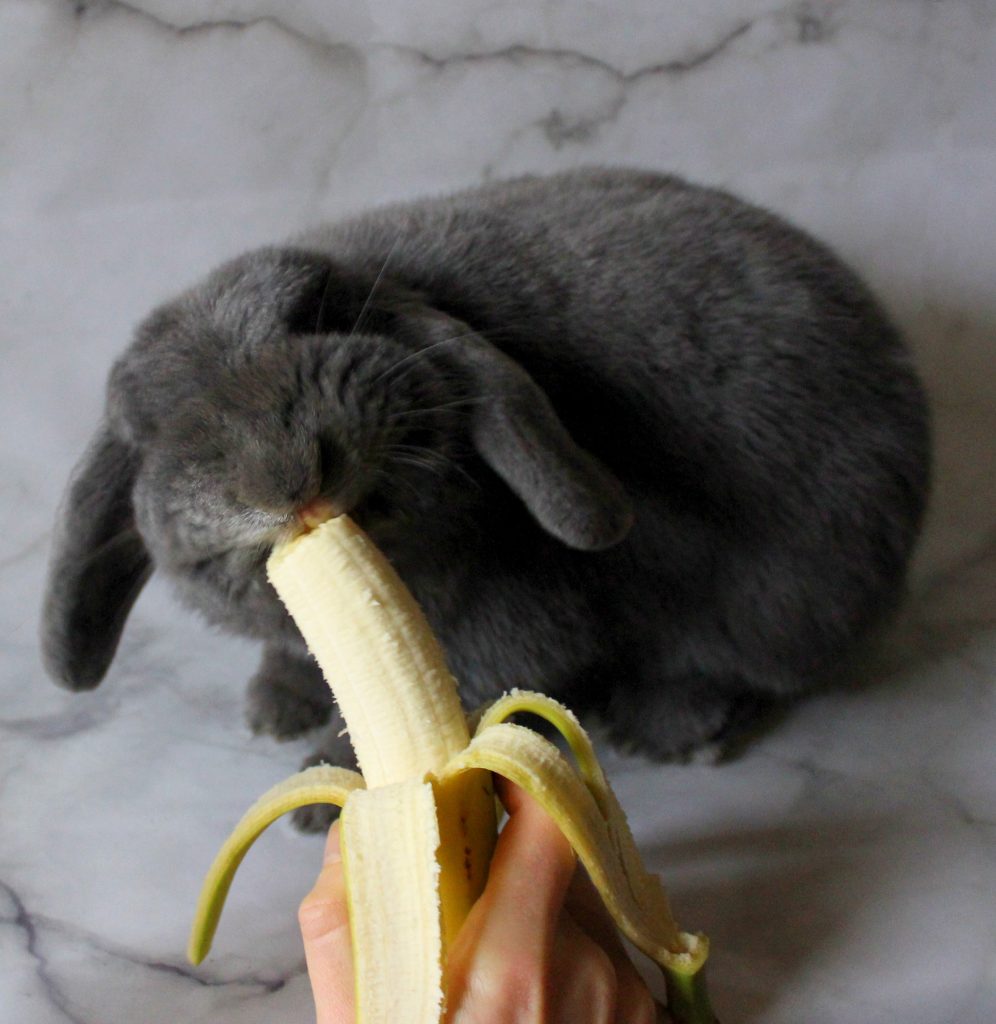 Fluffy grey bunny eating a banana