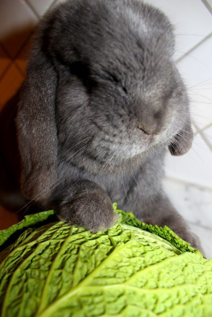 Grey bunny with a paw on a savoy cabbage