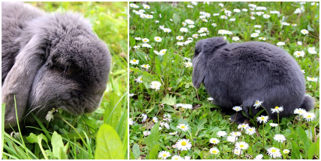 Grey bunny in garden