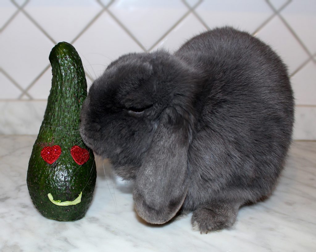 Grey bunny sniffing an avocado