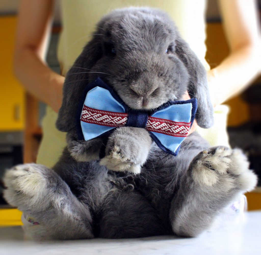 Cute grey bunny with a bowtie