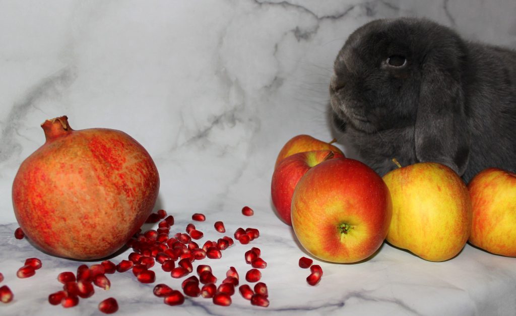 Grey bunny with apples looking at a pomegranate
