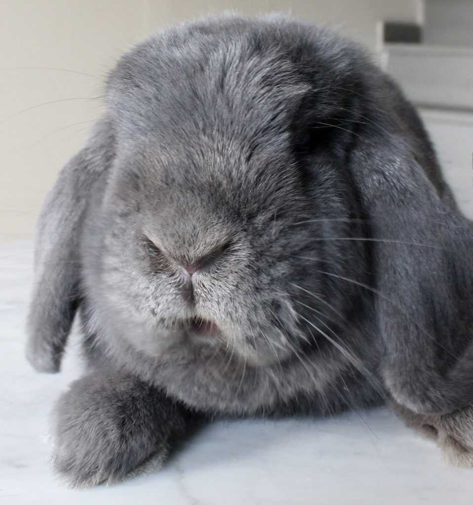 Cute grey bunny