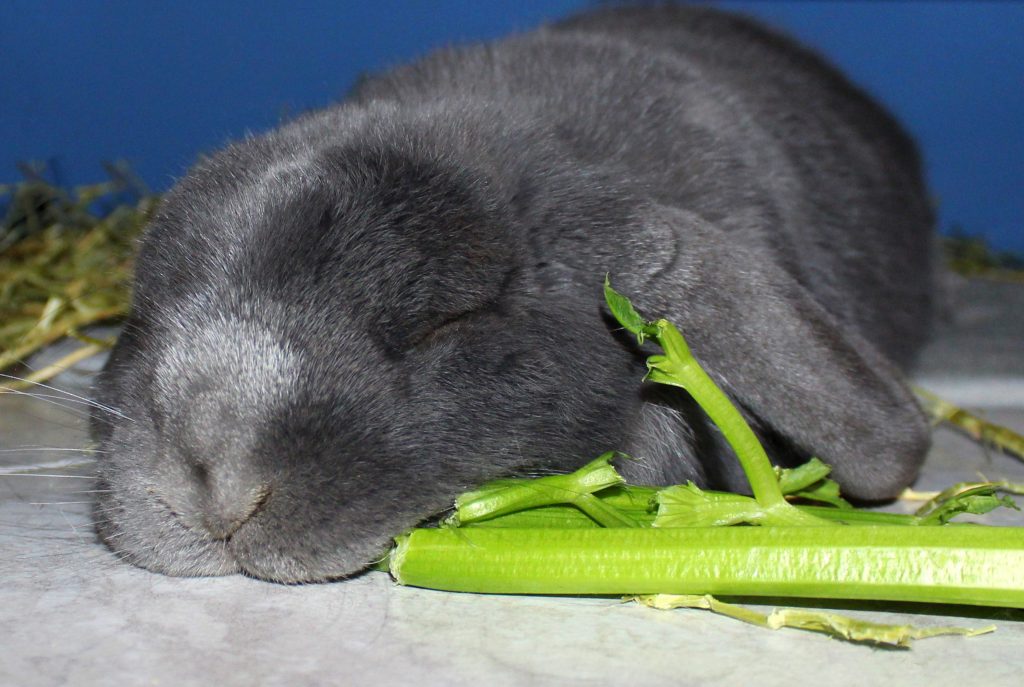 Grey bunny sleeping next to a celery stem