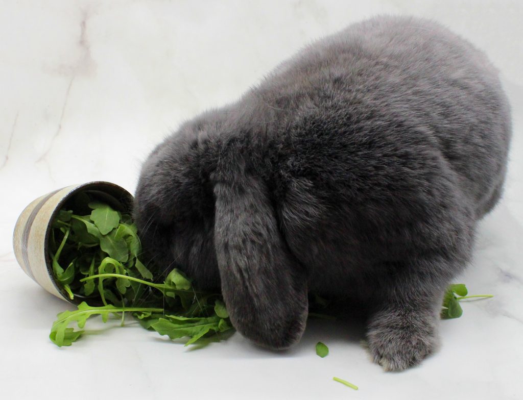 Grey fluffy bunny eating arugula