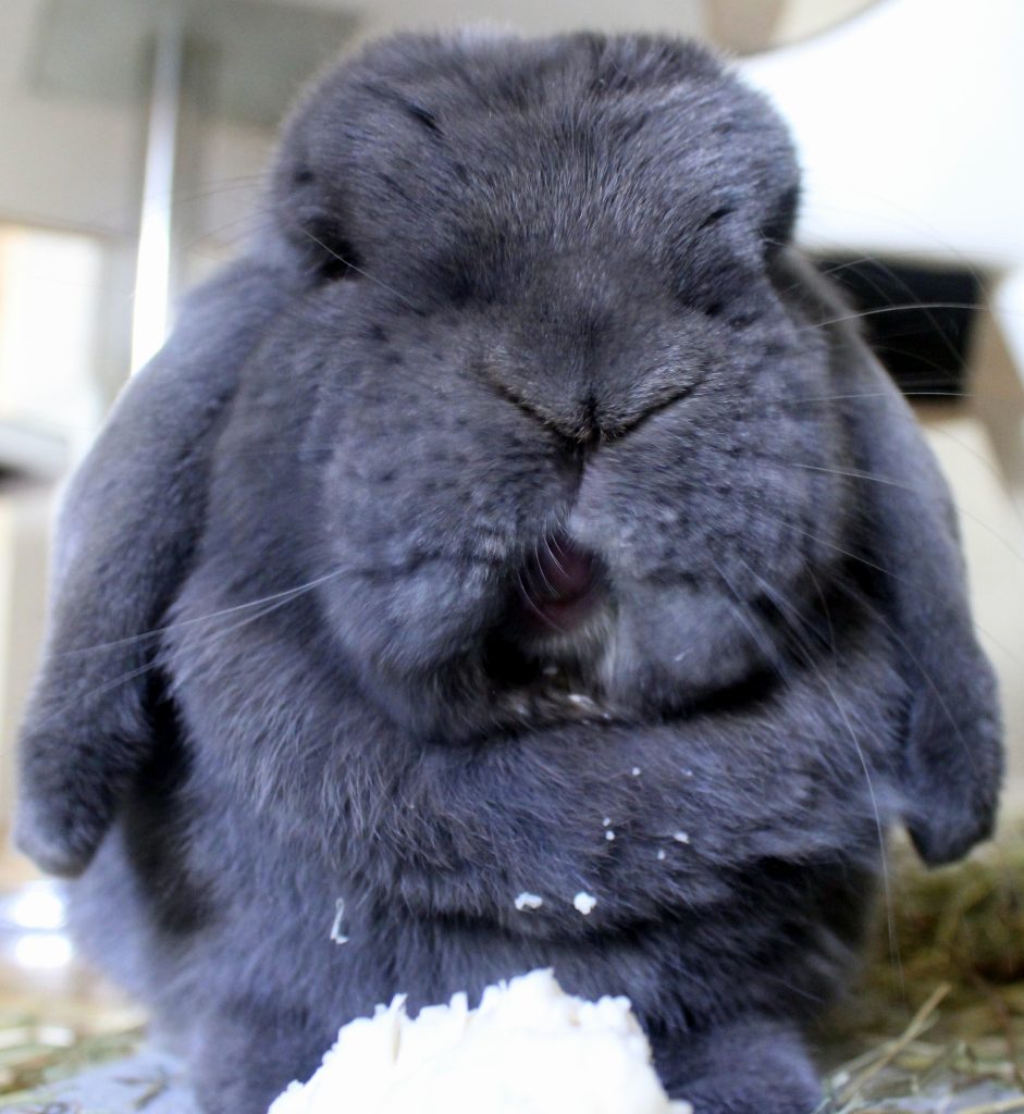 Coniglio grigio con la bocca sporca mangiando il cavolfiore