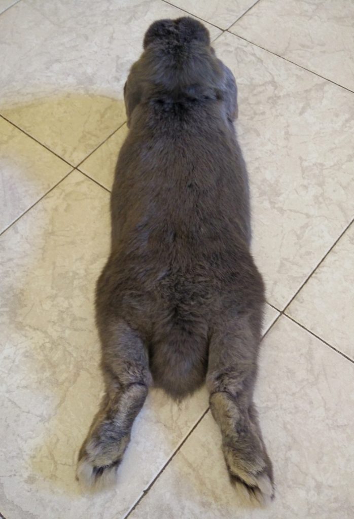 Fluffy grey bunny laying flat on the floor
