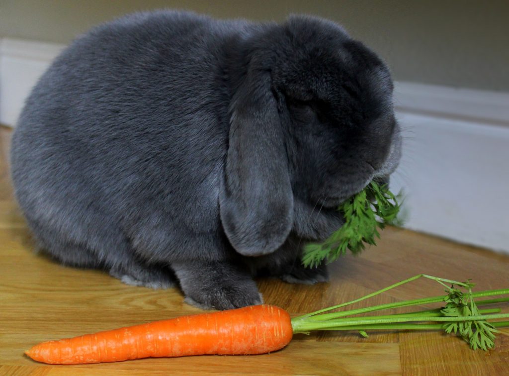 Coniglio grigio che sta mangiando le foglie della carota