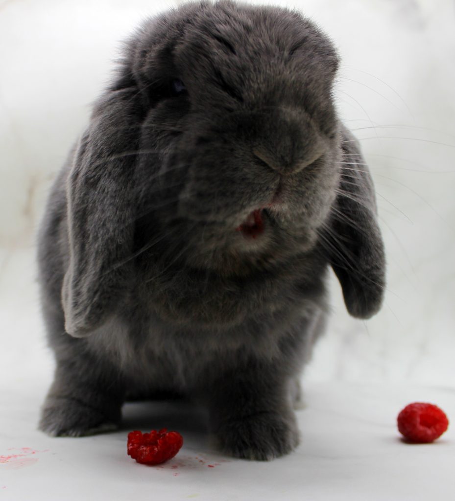Grey bunny eating a raspberry