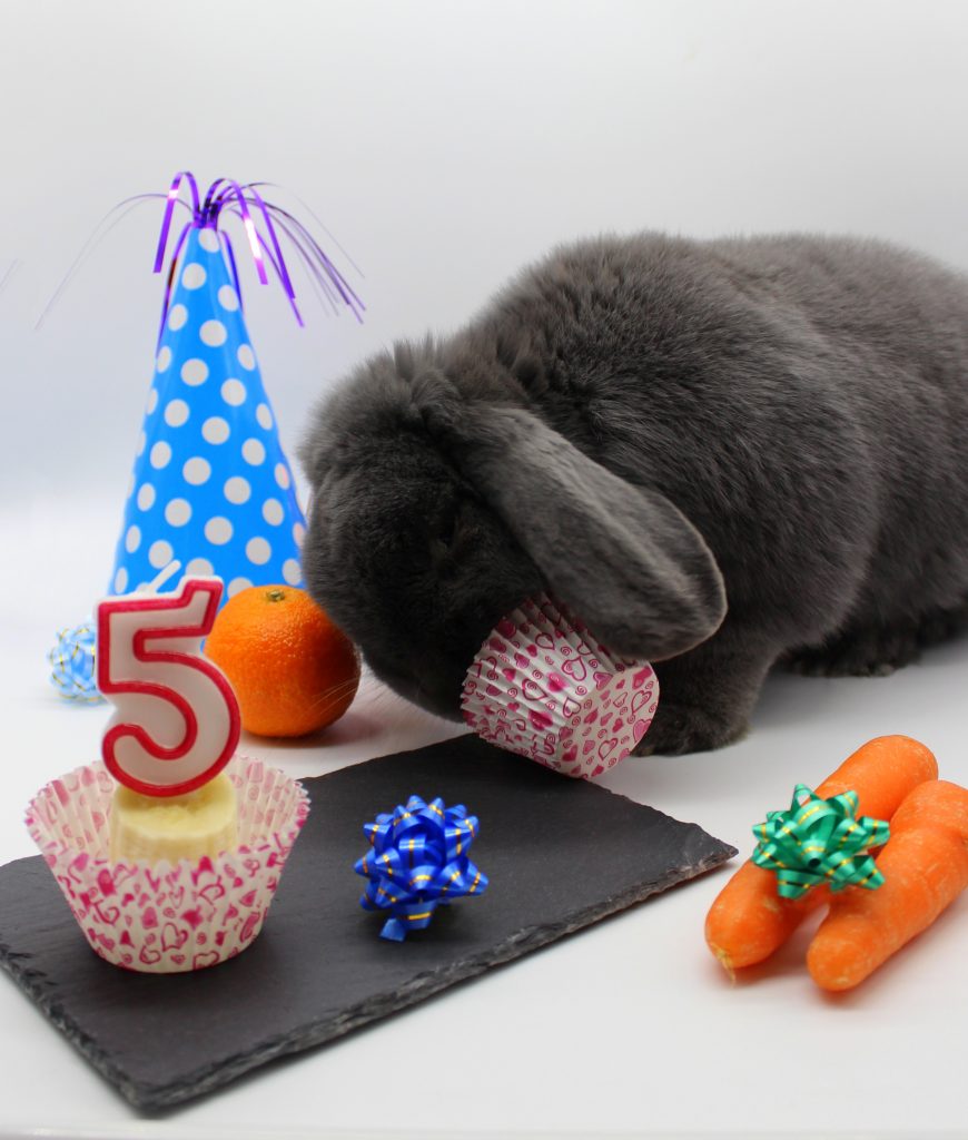 Grey bunny celebrating his birthday