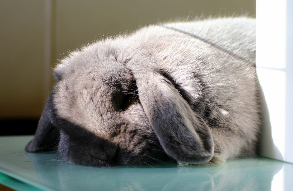 Fluffy grey bunny sleeping