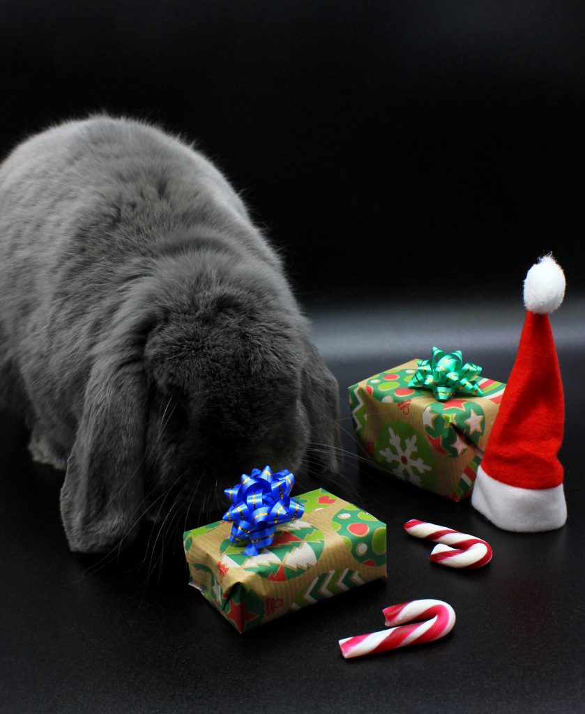 Coniglio grigio con regali natalizi