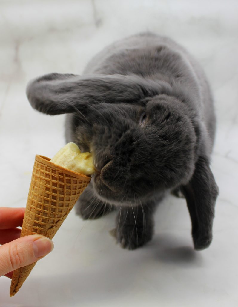 Coniglio grigio mangia una banana