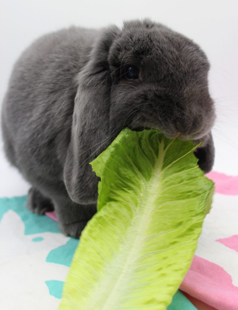 Grey bunny eating a romaine lettuce leaf