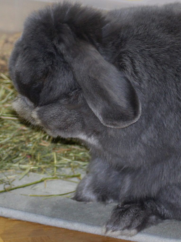 Coniglio grigio che gioca a nascondino