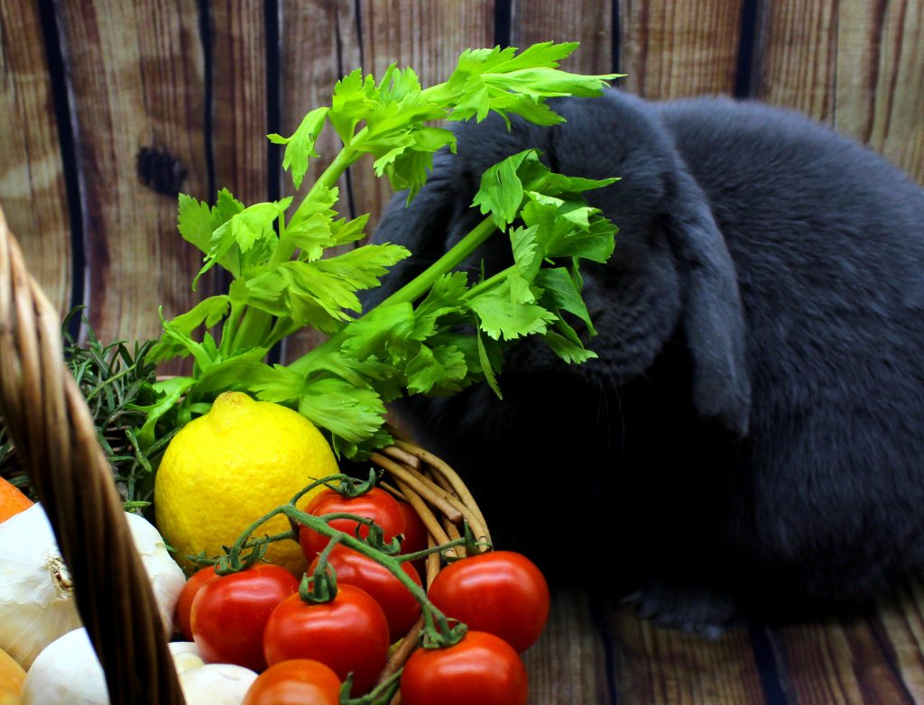 Grey bunny eating celery
