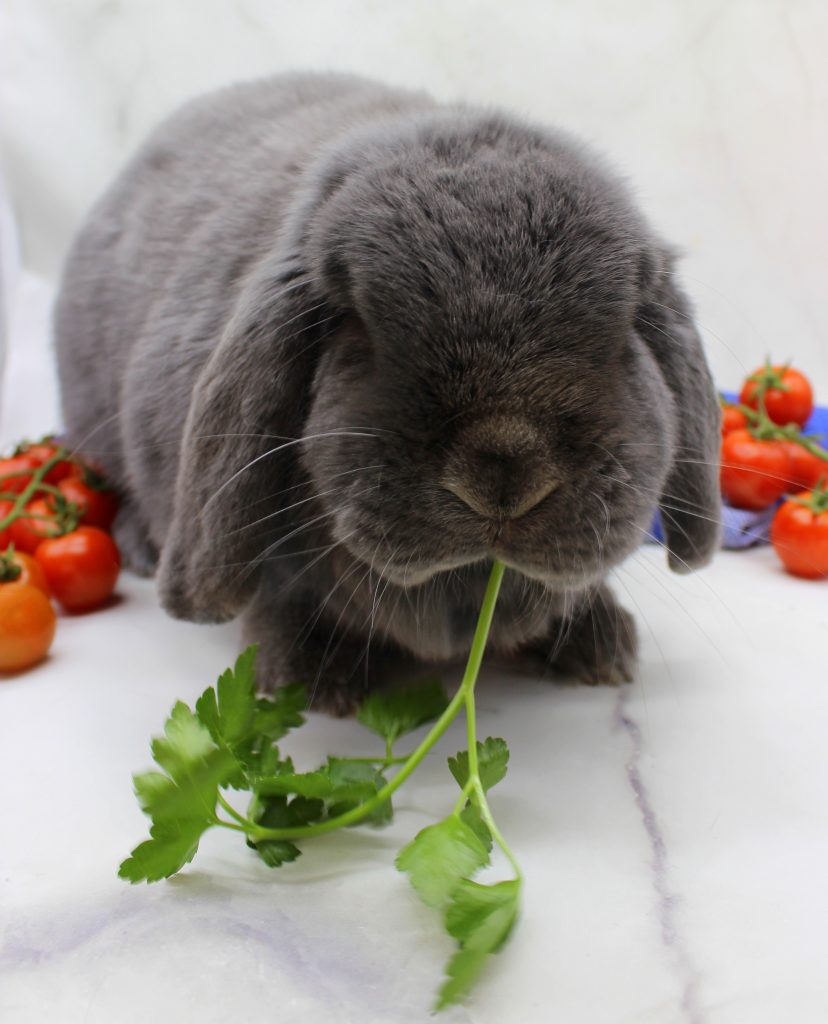 Gray bunny eating parsley