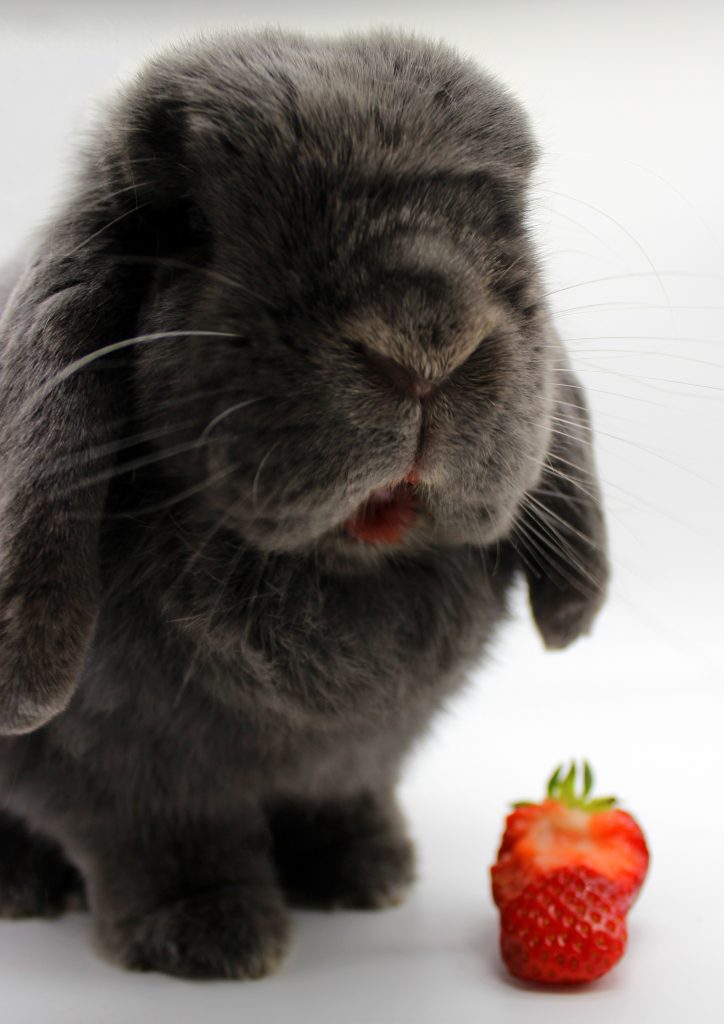 Un coniglietto grigio mangia una fragola