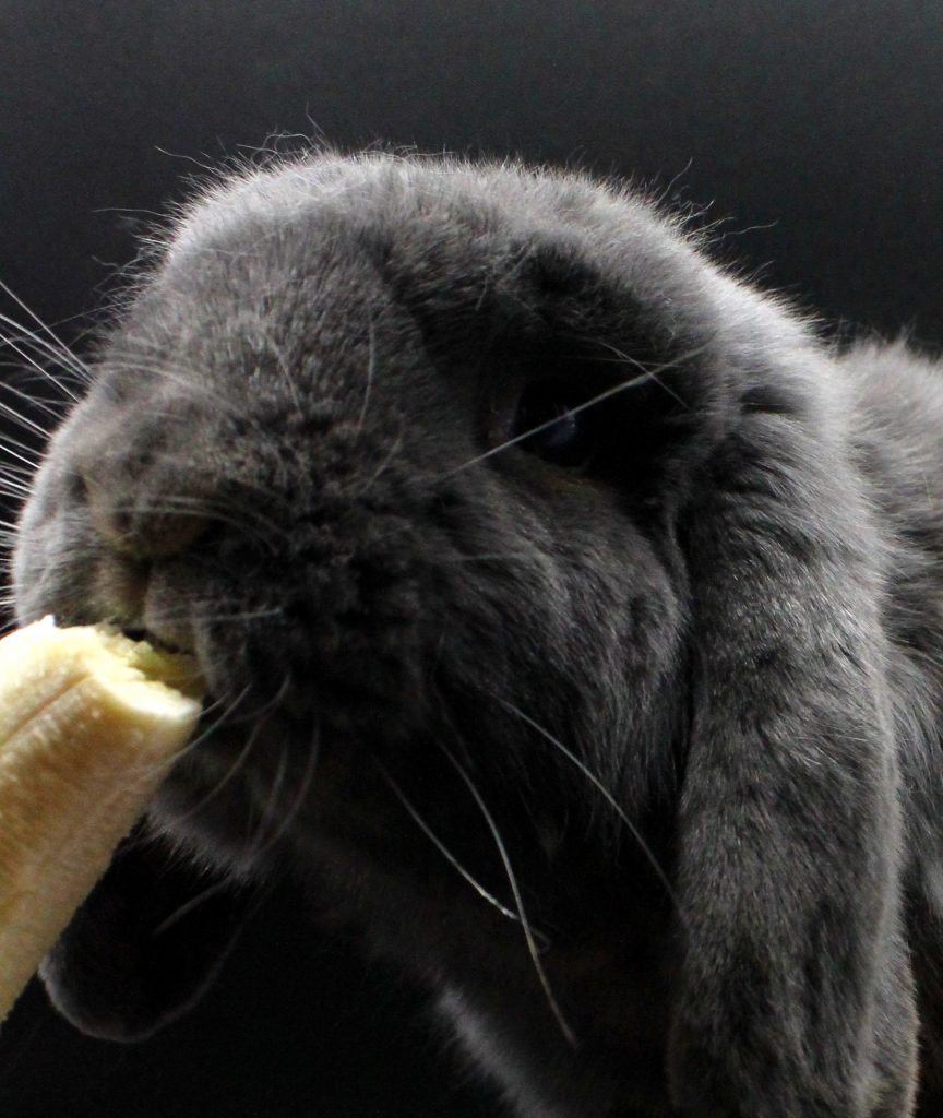 Coniglio grigio che mangia una banana