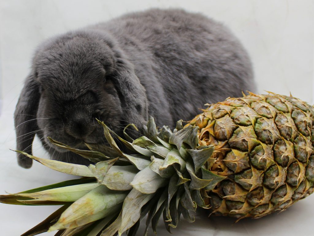 Grey bunny next to a pineapple