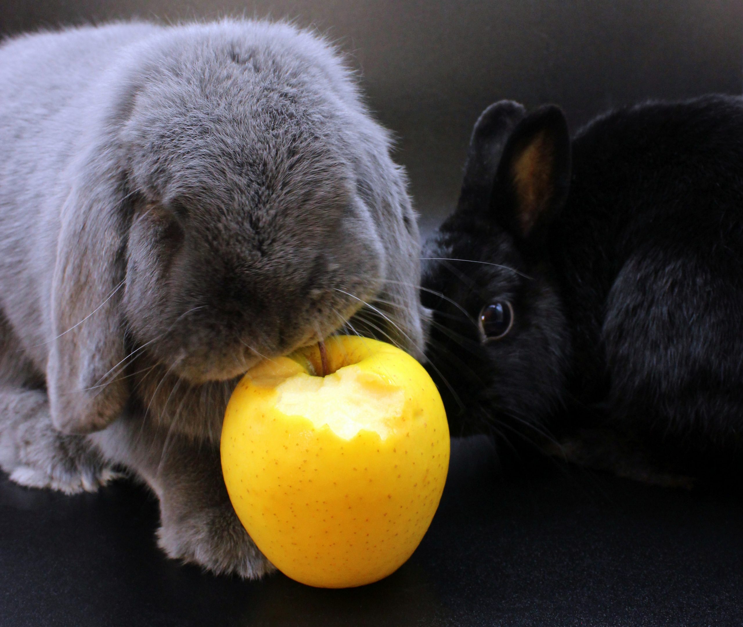 Two bunnies eating an apple