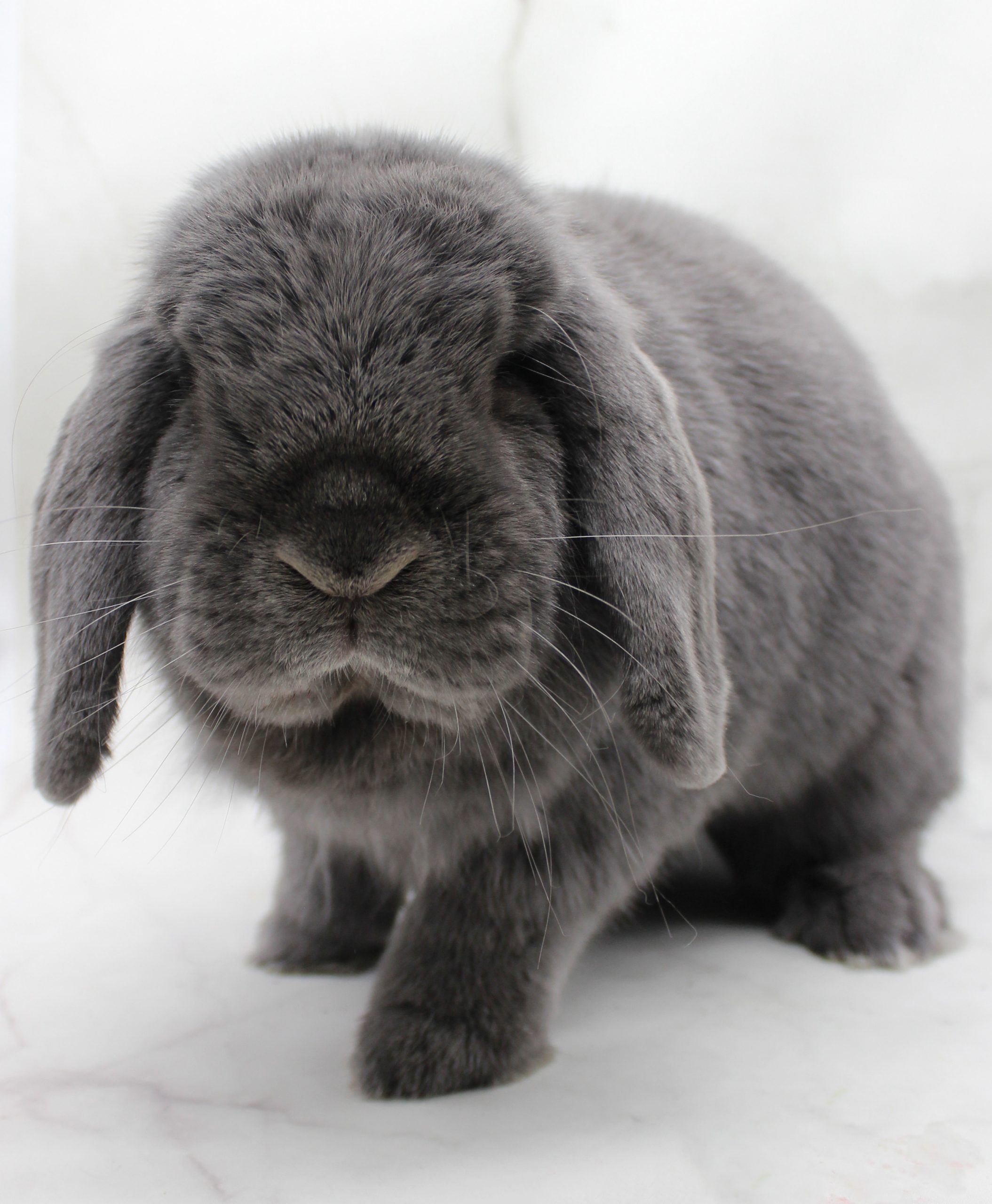 Grey fluffy bunny