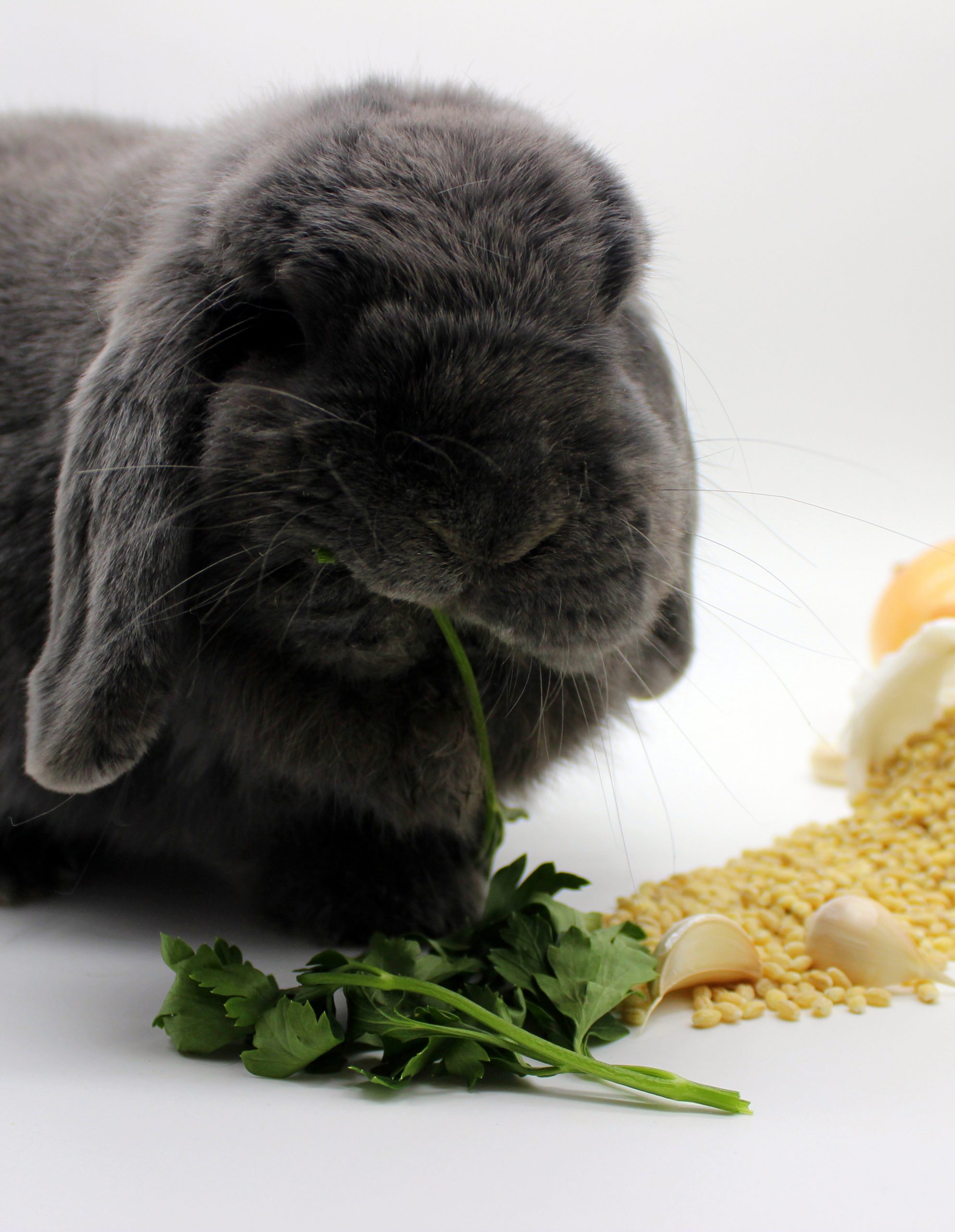 Grey bunny eating parsley