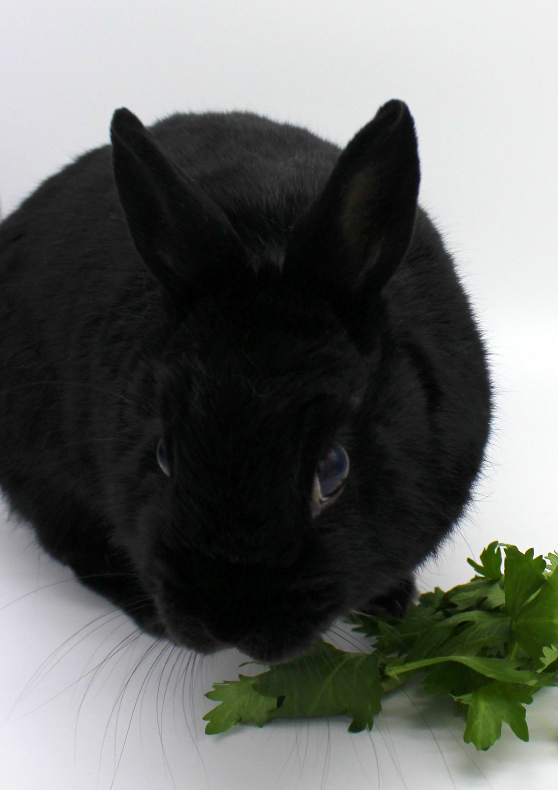 Cute black bunny and a piece of celery